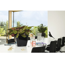 Modlivka v čiernom kvetináči na stole