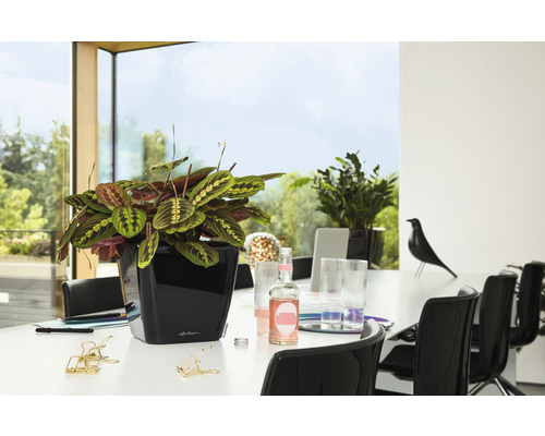 Modlivka v čiernom kvetináči na stole