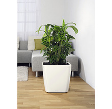 Izbová rastlina v bielej nádobe v obývacej izbe