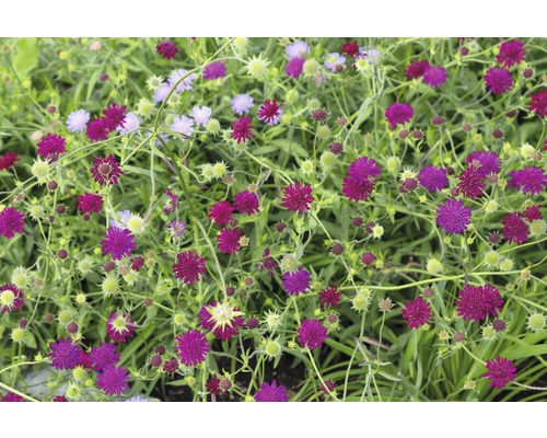 Detailný záber výsevu krváca s purpurovo červenými kvetmi