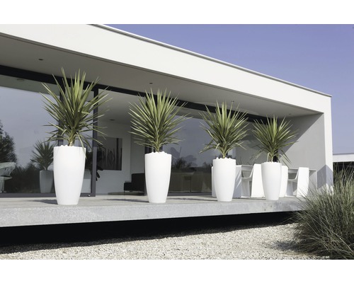 Rad rastlín v kvetináčoch pred modernou budovou