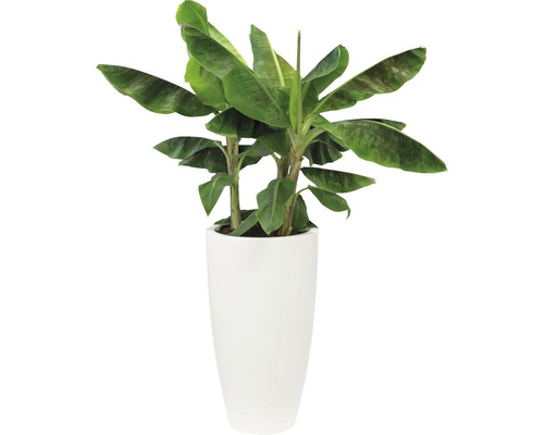 Banánovník v kvetináči pre interiér