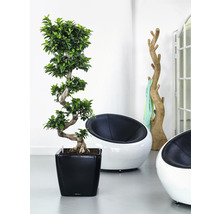 Izba s bonsajom v čiernom kvetináči, dve kreslá a vešiak na šaty