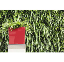 Červený kvetináč s papradím pred stenou rastlín