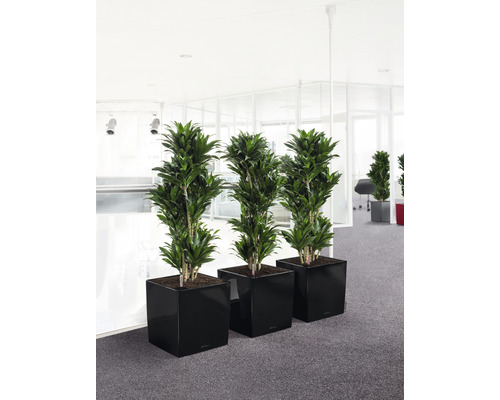 Tri dračince v čiernych kvetináčoch v svetlej kancelárskej miestnosti.