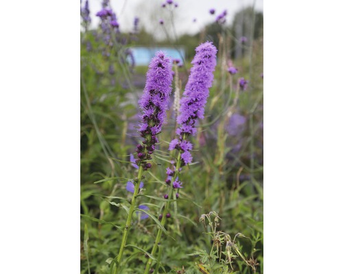 Dve kvitnúce šuškardy v záhrade