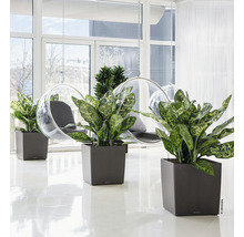 Interiér s rastlinami v hranatých kvetináčoch a závesné kreslá