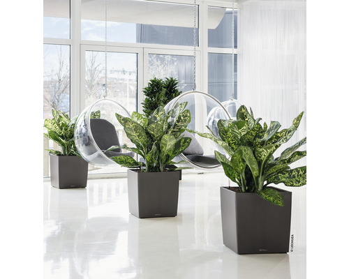 Interiér s rastlinami v hranatých kvetináčoch a závesné kreslá