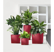 Rôzne izbové rastliny v kvetináčoch rôznych veľkostí