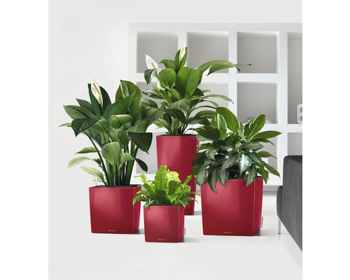 Rôzne izbové rastliny v kvetináčoch rôznych veľkostí