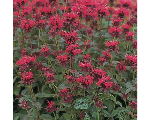 Zavinutka podvojná FloraSelf Monarda didyma 10-30 cm kvetináč 3 l