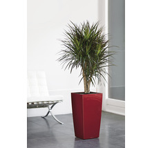 Dracéna v červenom kvetináči v interiéri.