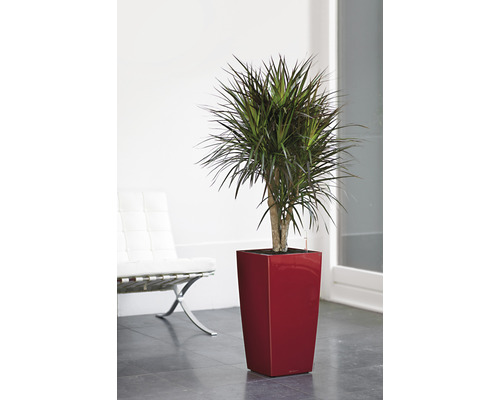 Dracéna v červenom kvetináči v interiéri.