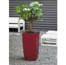 Vinná réva so zeleným hroznom v kvetináči do záhrady