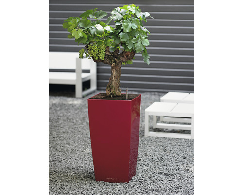 Vinná réva so zeleným hroznom v kvetináči do záhrady