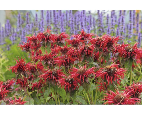 Monarda FloraSelf Monarda-kultivar 'Cambridge Scarlet' 10-40 cm kvetináč 0,5 l