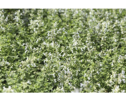 Kocúrnik obyčajný FloraSelf Nepeta x faassenii 'Snowflake' 5-30 cm kvetináč 0,5 l