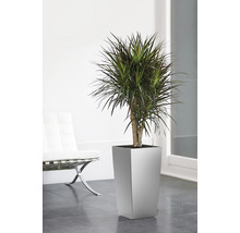 Dracéna v kvetináči v svetlej miestnosti