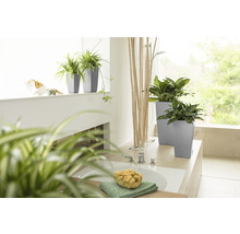 Kúpeľňa s rastlinami v kvetináčoch