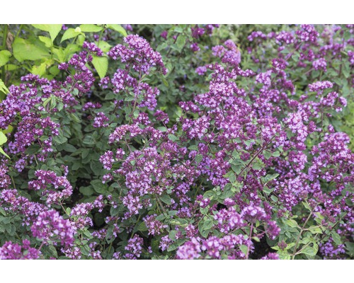 Pamajorán obyčajný FloraSelf Origanum-kultivar 'Rosen Kuppel' 5-25 cm kvetináč 0,5 l Kvitnúce oregano v záhradnom záhone