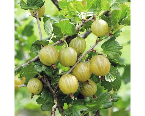 Egreš žltý FloraSelf Ribes uva-crispa 'Hinnomäki 40-60 cm kvetináč 3 l