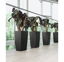 Rad čiernych kvetináčov s izbovými rastlinami pri okne