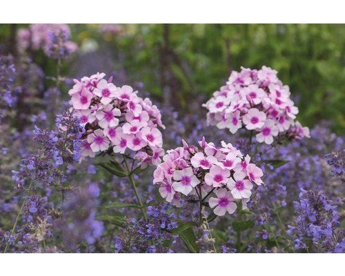 Plamenka latnatá FloraSelf Phlox paniculata 'Bight Eyes' výška 5-30 cm kvetináč 0,5 l Plamenka latnatá FloraSelf Phlox paniculata 'Bight Eyes' výška 5-30 cm kvetináč 0,5 l