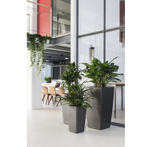 Interiér s rastlinami v kvetináčoch