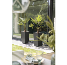 Dve palmy v kvetináčoch na terase