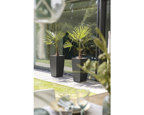 Dve palmy v kvetináčoch na terase