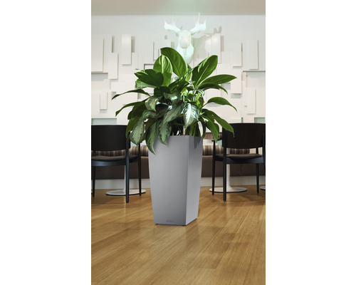 Rastlina v sivom, štvorcovom kvetináči v interiéri.