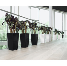 Rad izbových rastlín v čiernych a bielych kvetináčoch pred veľkým oknom