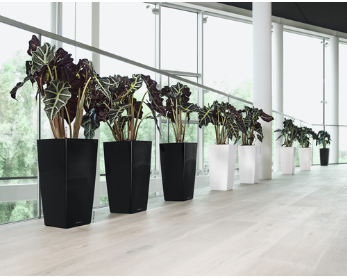 Rad izbových rastlín v čiernych a bielych kvetináčoch pred veľkým oknom