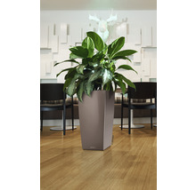 Vysoký plastový kvetináč s rastlinou pred zdobenou stenou