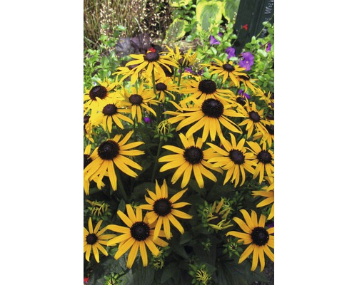 Echinacea žiarivá FloraSelf Rudbeckia fulgida 'Little Gold Star' ® 20-50 cm kvetináč 3 l