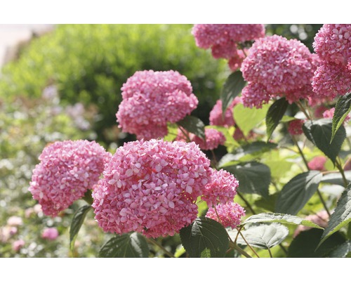 Hortenzia veľkolistá FloraSelf Hydrangea arborescens 'Pink Annabelle' výška 15-30 cm kvetináč 3 l ružová