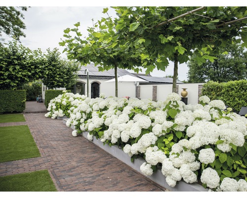 Hortenzia veľkolistá FloraSelf Hydrangea arborescens 'Strong Annabelle' výška 15-30 cm kvetináč 3 l