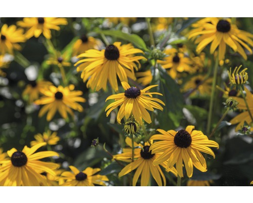 Skupina kvetov Rudbeckia v záhrade.