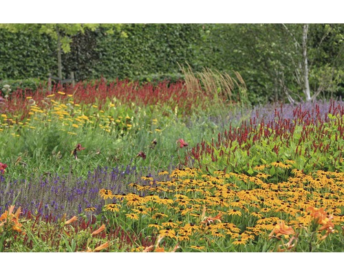 Rudbekia žiarivá FloraSelf Rudbeckia fulgida 'Goldsturm' 5-70 cm kvetináč 0,5 l Kvetinový záhon s rôznymi kvitnúcimi rastlinami v záhrade