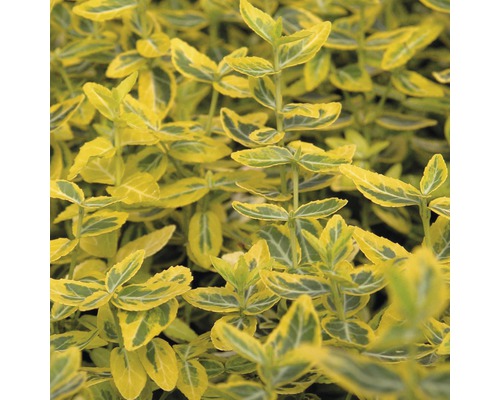 Bršlen Fortuneov žlto panašovaný FloraSelf Euonymus fortunei 'Emerald'n Gold' polokmeň 40 cm výška 60-80 cm kvetináč 6 l