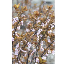 Slivka myrobalán FloraSelf Prunus cerasifera „Nigra“ 40 cm kvetináč 5 l