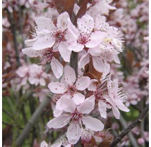 Slivka myrobalán FloraSelf Prunus cerasifera „Nigra“ 40 cm kvetináč 5 l