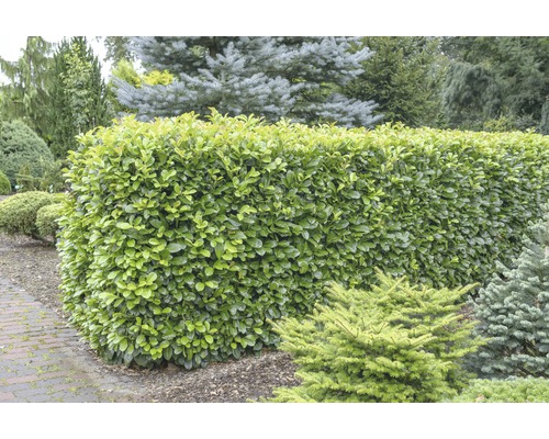 Vavrínovec lekársky FloraSelf Prunus laurocerasus 'Etna'® 80-100 cm kvetináč 15 l Zelený živý plot z vavrínovca v záhrade