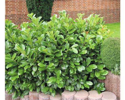 Čerešňový vavrín v záhrade