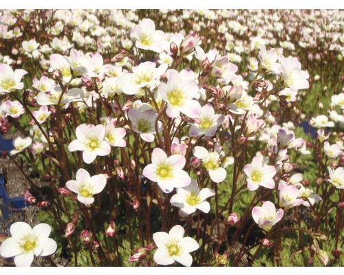 Lomikameň arendsov FloraSelf Saxifraga arendsii 'Schneeteppich' 5-15 cm kvetináč 0,5 l