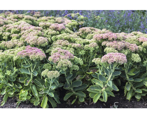 Rozchodník vzpriamený FloraSelf Sedum telephium 'Herbstfreude' 5-50 cm kvetináč 0,5 l Rozchodník vzpriamený FloraSelf Sedum telephium 'Herbstfreude' 5-50 cm kvetináč 0,5 l