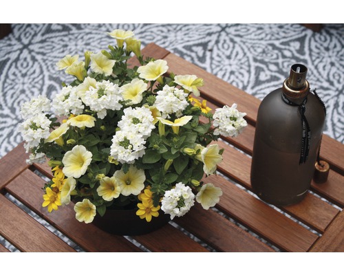 Aranžmán z železníka, petúnie a aksamitnice na drevenom stole vedľa olejovej lampy.