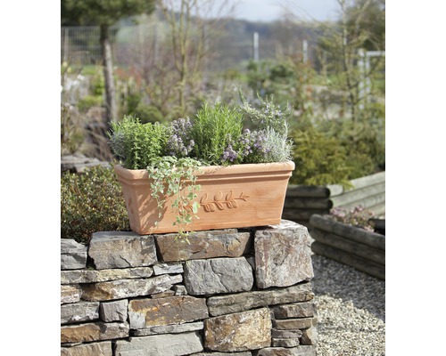 Terakotový kvetináč s bylinkami na kamennej stene v záhrade