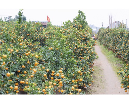 Rada mandarínkovníkov na poli