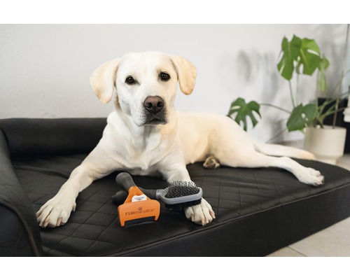 Svetlý labrador leží na psej posteli s kefou na srsť a hrebeňom na srsť